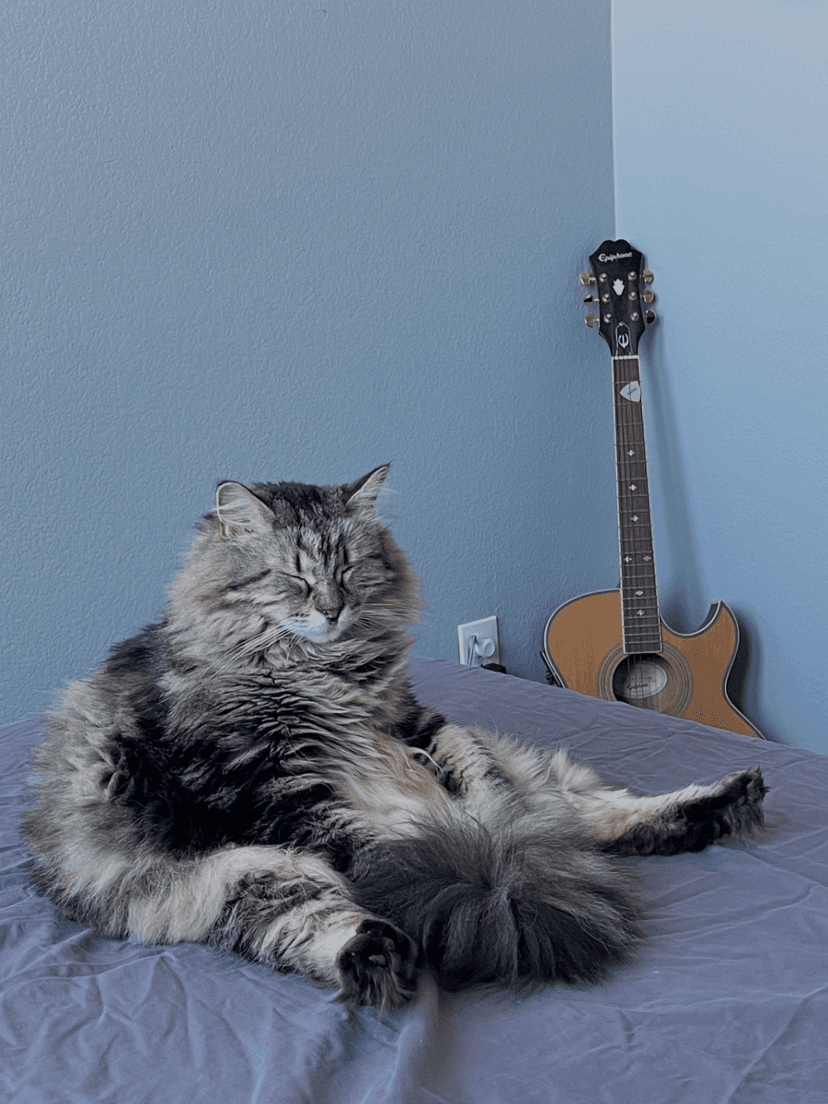Bandit the cat relaxing